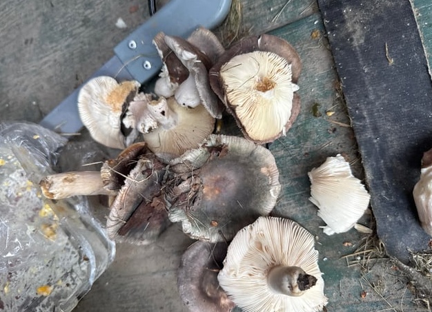 «А мой гриб тоже пожарили?», - когда в детстве нашёл свой первый гриб.</p>
<p>И ходил с ножичком по лесу, как меченосец